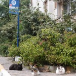 Katzen in Istanbul