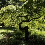 Grüne Vielfalft in Georgien