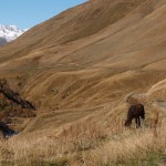 Swanetien, Wildpferde